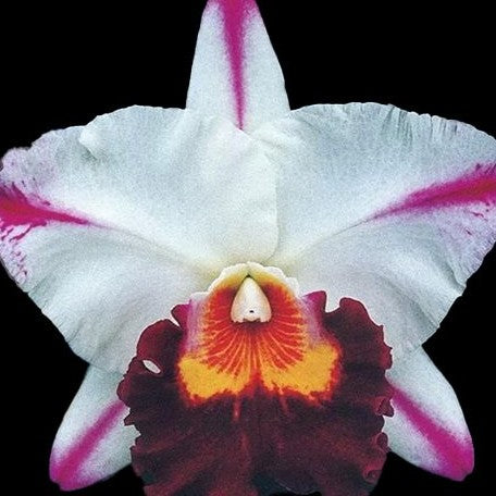 Rhyncholaeliocattleya Kuwale Gem 2.5" Fragrant