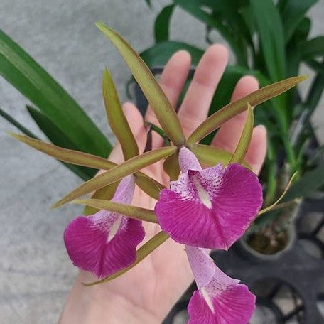 Brassocattleya Star Ruby 'Xanadu' 3.0"