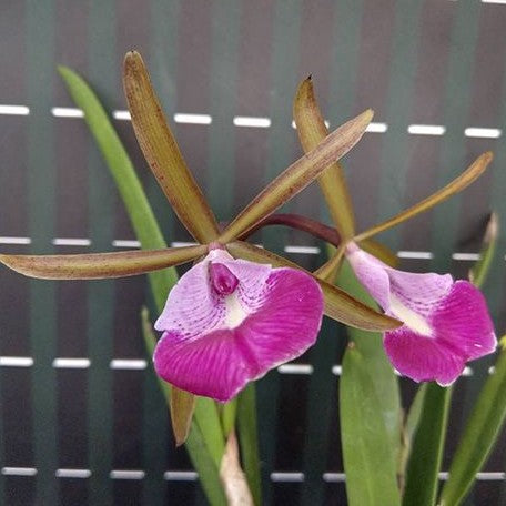 Brassocattleya Star Ruby 'Xanadu' 3.0"