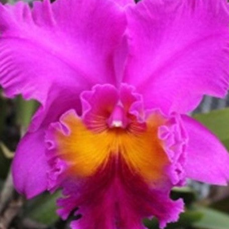 Rhyncholaeliocattleya Vigour Red Grape 3.5"