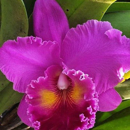 Rhyncholaeliocattleya Vigour Red Grape 3.5"