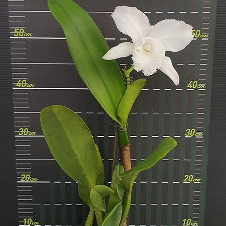 Cattleya Ruth Shepherd × Jean Marie Skelly 3.5"