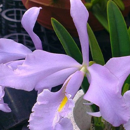 Cattleya maxima var. coerulea 'Dennis' 1.7"