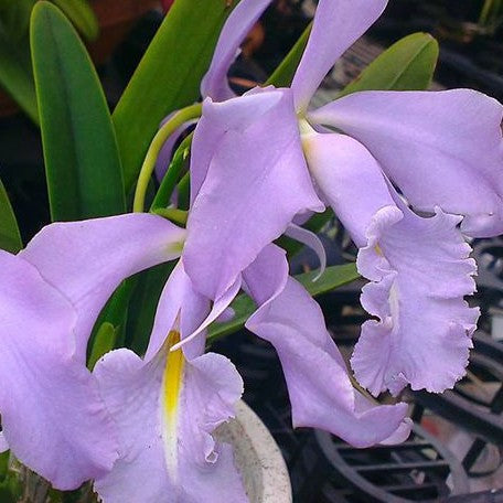 Cattleya maxima var. coerulea 'Dennis' 1.7"