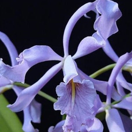 Cattleya maxima var. coerulea × sib 2.5"