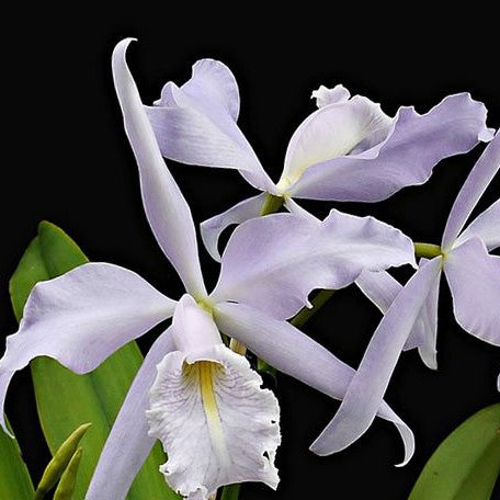 Cattleya maxima var. coerulea × sib 2.5"