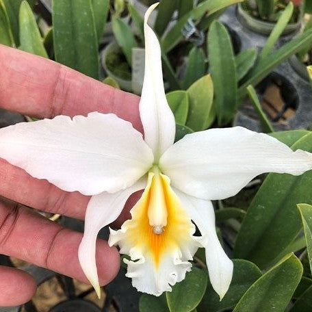 Cattleya jongheana var. alba × sib 2.5"