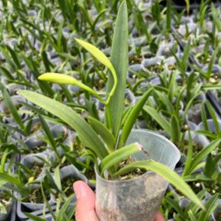 Brassocattleya Clear Stars 'Burst Crack Lip' 2.5"