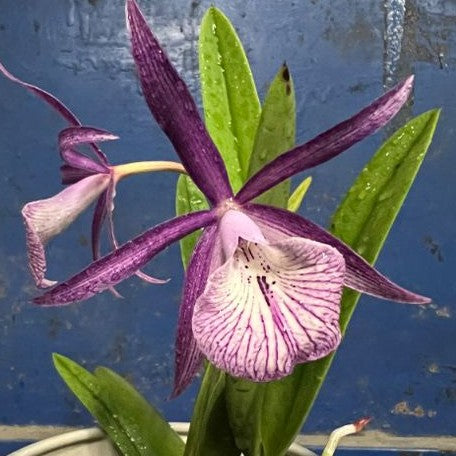 Brassocattleya Tsiku Archangel 'Yuan Dung' 2.5"