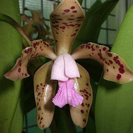 Cattleya guttata var. coerulea × sib 1.7"