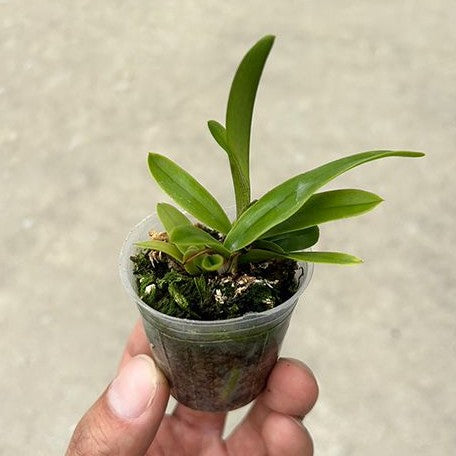 Cattleya guttata var. coerulea × sib 1.7"