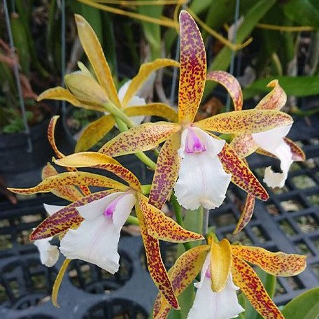 Brassocattleya Theresa Ricci 3.0"