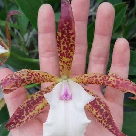 Brassocattleya Theresa Ricci 3.0"