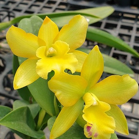 Cattlianthe Little Fairy 'Yellow Hydrangea' 3.5"