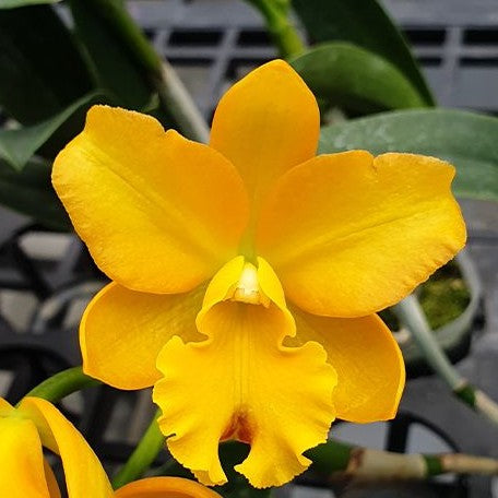 Cattlianthe Little Fairy 'Yellow Hydrangea' 3.5"