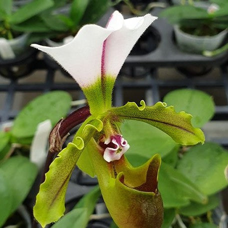 Paphiopedilum spicerianum × sib 2.5"