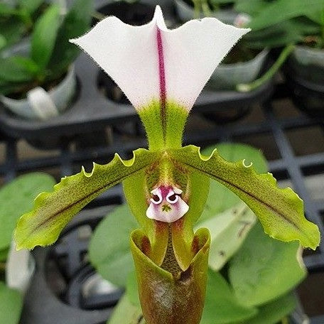 Paphiopedilum spicerianum × sib 2.5"