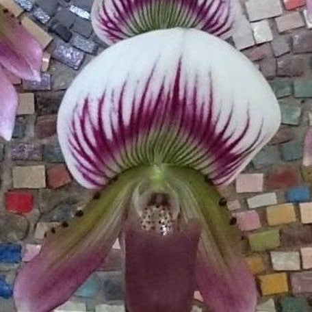 Paphiopedilum callosum × sib 2.5"