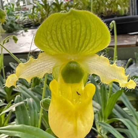 Paphiopedilum primulinum × sib 2.5"