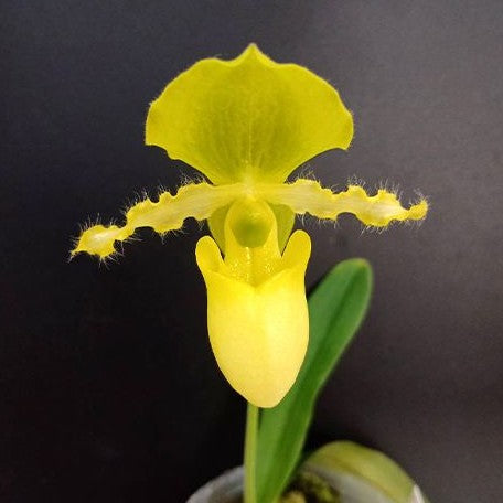 Paphiopedilum primulinum × sib 2.5"