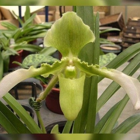 Paph. esquirolei. alba × sib variegated 3.5"