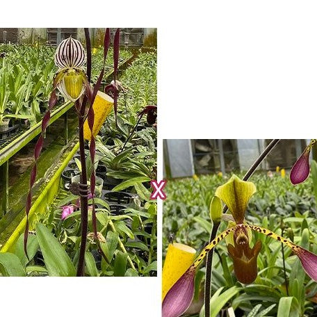 Paphiopedilum philippinense × lowii 3.0"