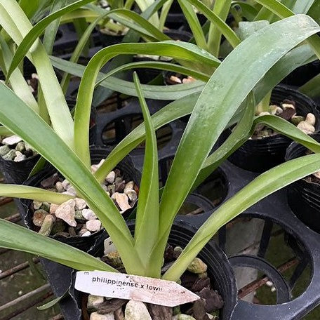 Paphiopedilum philippinense × lowii 3.0"