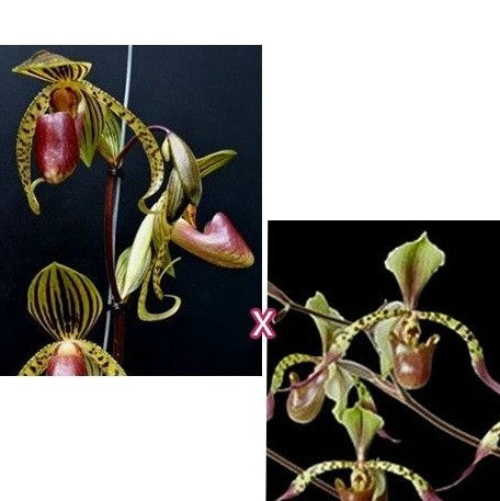 Paphiopedilum Hung Sheng Eagle × lowii 3.0"