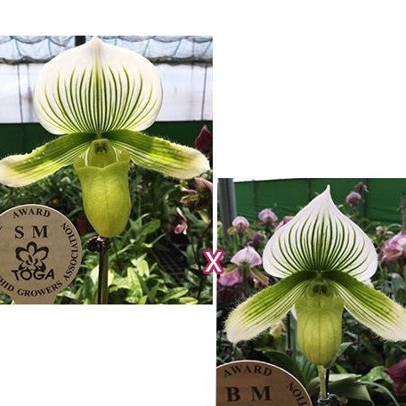 Paphiopedilum Hilo Green × Maudiae flask