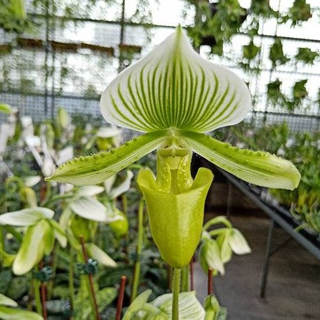 Paphiopedilum Hilo Green × Maudiae flask