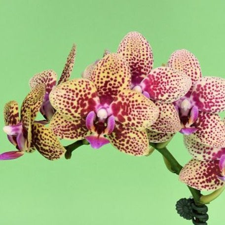 Phalaenopsis Lucky Leopard '05206' (peloric) 2.5"