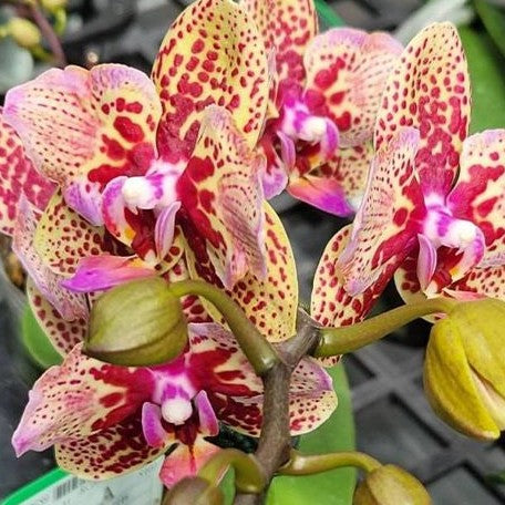 Phalaenopsis Lucky Leopard '05206' (peloric) 2.5"