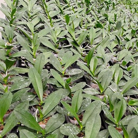 Phalaenopsis Lucky Leopard '05206' (peloric) 2.5"