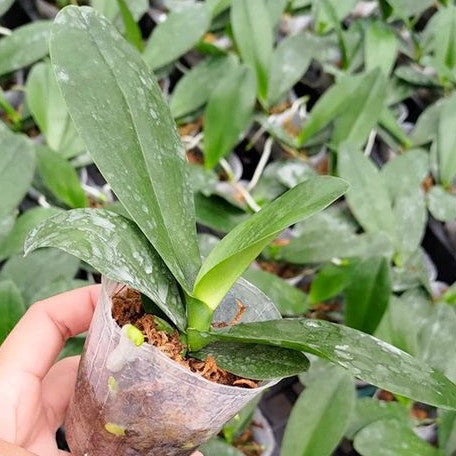 Phalaenopsis Lucky Leopard '05206' (peloric) 2.5"