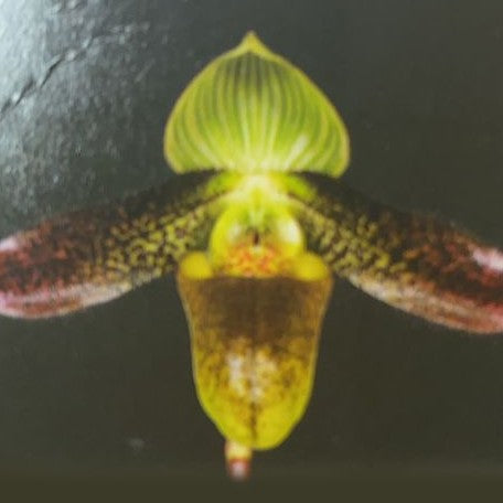 Paphiopedilum wardii × sib 2.5"