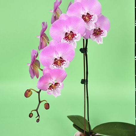Phalaenopsis Younghome Princess '06116' 2.5"