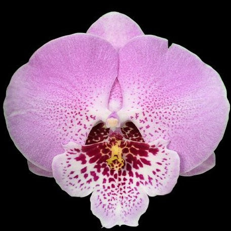 Phalaenopsis Younghome Princess '06116' 2.5"