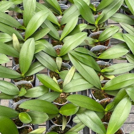 Phalaenopsis Younghome Princess '06116' 2.5"