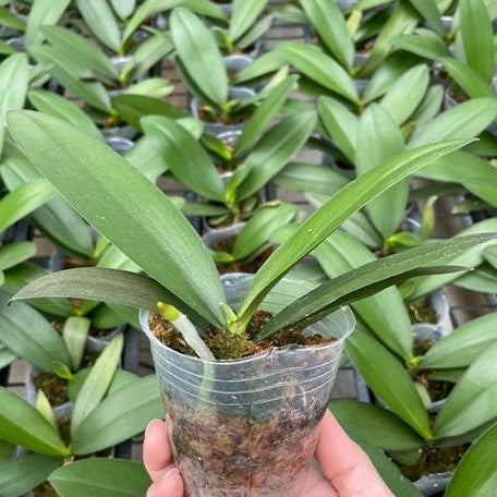 Phalaenopsis Younghome Princess '06116' 2.5"