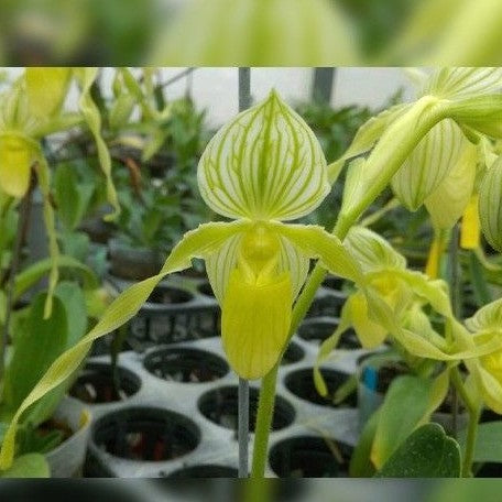 Paphiopedilum philippinense var. alba × sib 3.0"