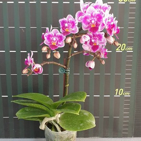 Phalaenopsis Lioulin Grape (peloric 2 eyes) 2.5"