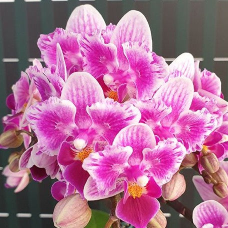 Phalaenopsis Lioulin Grape (peloric 2 eyes) 2.5"