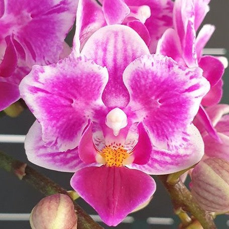 Phalaenopsis Lioulin Grape (peloric 2 eyes) 2.5"