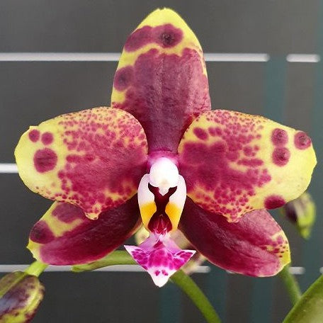 Phalaenopsis Allura Voodoo 2.5"