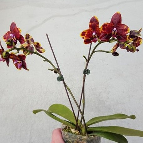 Phalaenopsis Allura Voodoo 2.5"