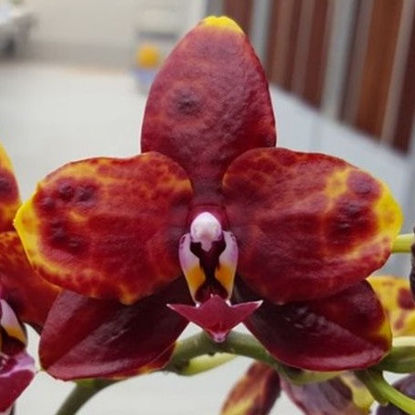 Phalaenopsis Allura Voodoo 2.5"