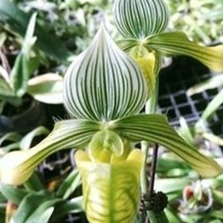 Paphiopedilum venustum var. album × sib 2.5"