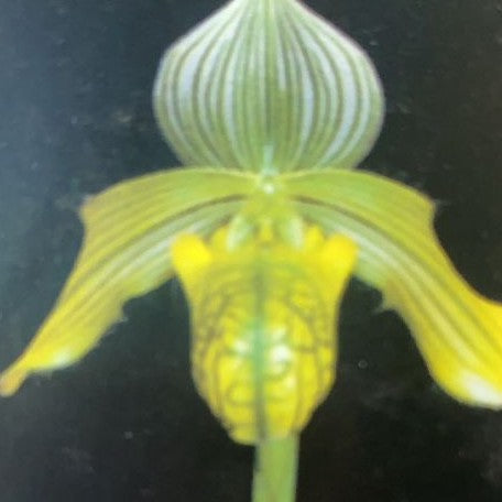 Paphiopedilum venustum var. album × sib 2.5"