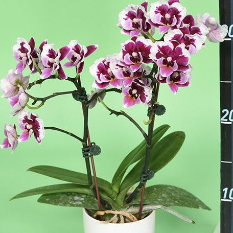 Phalaenopsis Younghome Chocolate '05149' 2.5"