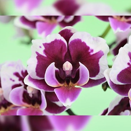 Phalaenopsis Younghome Chocolate '05149' 2.5"